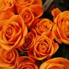 Rose Orange Climbing Flower 100 PCS Seeds