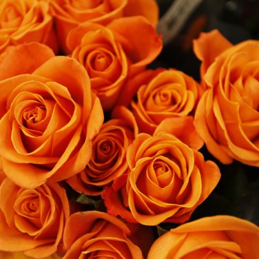 Rose Orange Climbing Flower 100 PCS Seeds