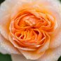 Rose Orange Climbing Flower 100 PCS Seeds