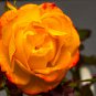 Rose Orange Climbing Flower 100 PCS Seeds