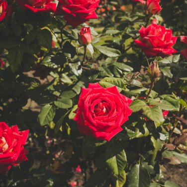 Rose 'Paul's Scarlet' (Climbing) Hardy Shrub Bonsai 100 PCS Seeds