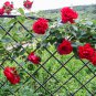 Rose 'Paul's Scarlet' (Climbing) Hardy Shrub Bonsai 100 PCS Seeds