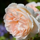Rose Lovely Pale Pink Rose Flower 50 PCS Seeds Rose Lovely Pale Pink Rose Flower 50 PCS Seeds