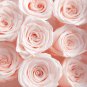 Rose Lovely Pale Pink Rose Flower 50 PCS Seeds