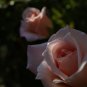 Rose Lovely Pale Pink Rose Flower 50 PCS Seeds