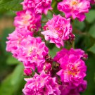 Rose Heirloom Climbing Flower 50 PCS Seeds