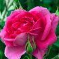 Rose Heirloom Climbing Flower 50 PCS Seeds