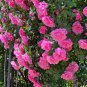 Rose Heirloom Climbing Flower 50 PCS Seeds