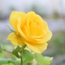 Rose Bright Light Yellow Big Blooms Flower 50 PCS Seeds Rose Bright Light Yellow Big Blooms Flower 50 PCS Seeds