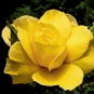 Rose Bright Light Yellow Big Blooms Flower 50 PCS Seeds