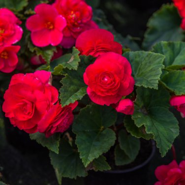 Rieger Begonias Begonia Dark Red Color 50 PCS Seeds