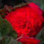 Rieger Begonias Begonia Dark Red Color 50 PCS Seeds