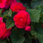 Rieger Begonias Begonia Dark Red Color 50 PCS Seeds