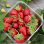 Roman F1 Strawberry 100 PCS Seeds