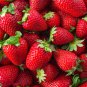 Roman F1 Strawberry 100 PCS Seeds