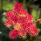 Ricinus Fire Red Castor Oil Plant 20 PCS Seeds Ricinus Fire Red Castor Oil Plant 20 PCS Seeds