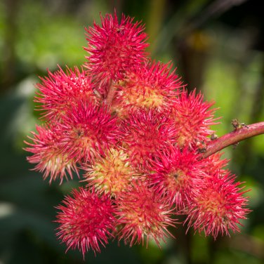 Ricinus Fire Red Castor Oil Plant 20 PCS Seeds
