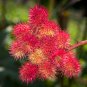 Ricinus Fire Red Castor Oil Plant 20 PCS Seeds