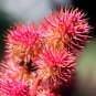 Ricinus Fire Red Castor Oil Plant 20 PCS Seeds