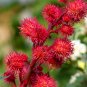 Ricinus Fire Red Castor Oil Plant 20 PCS Seeds