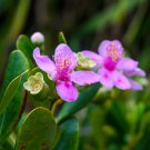 Rhodomyrtus Tomentosa Moaning Myrtle 50 PCS Seeds
