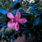 Rhodomyrtus Tomentosa Moaning Myrtle 50 PCS Seeds