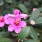 Rhodomyrtus Tomentosa Moaning Myrtle 50 PCS Seeds