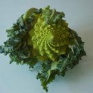 Roman Broccoli Vegetables 100 PCS Seeds