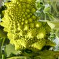 Roman Broccoli Vegetables 100 PCS Seeds