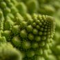 Roman Broccoli Vegetables 100 PCS Seeds