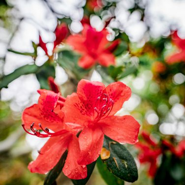 Rhododendron Azalea Rose Red Flowers 100 PCS Seeds