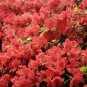 Rhododendron Azalea Rose Red Flowers 100 PCS Seeds