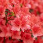 Rhododendron Azalea Rose Red Flowers 100 PCS Seeds