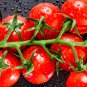 Renrong' Bright Red Cherry Tomato Bonsai 20 PCS Seeds