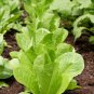 Romaine Lettuce (Lactuca L. var. longifolia) Vegetable 200 PCS Seeds