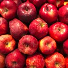 Red-Fleshed Apple Redlove Apple Fruit Tree 50 PCS Seeds