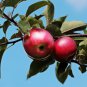 Red-Fleshed Apple Redlove Apple Fruit Tree 50 PCS Seeds