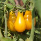 Roma Yellow Little Tomato Plant Organic Edible Tomato 20 PCS Seeds