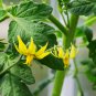 Roma Yellow Little Tomato Plant Organic Edible Tomato 20 PCS Seeds