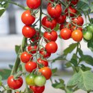 Riesentraube Cherry Tomato 100 PCS Seeds