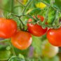 Riesentraube Cherry Tomato 100 PCS Seeds