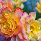 Red Yellow Rose Shrub 50 PCS Seeds Red Yellow Rose Shrub 50 PCS Seeds