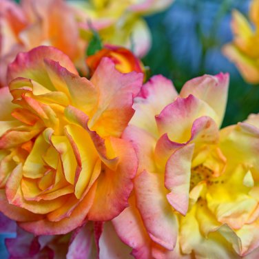 Red Yellow Rose Shrub 50 PCS Seeds
