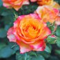 Red Yellow Rose Shrub 50 PCS Seeds