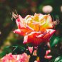 Red Yellow Rose Shrub 50 PCS Seeds