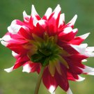 Red White Dahlia Pinnata Flower 20 PCS Seeds
