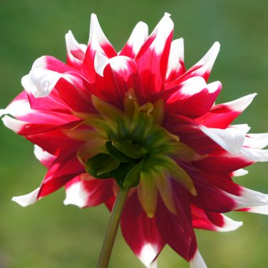 Red White Dahlia Pinnata Flower 20 PCS Seeds
