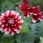 Red White Dahlia Pinnata Flower 20 PCS Seeds