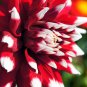 Red White Dahlia Pinnata Flower 20 PCS Seeds