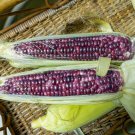 Red Waxy Corn for family pack 10 PCS Seeds Red Waxy Corn for family pack 10 PCS Seeds